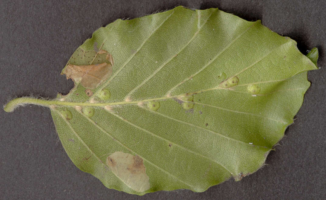 Plancia ëd Phyllonorycter maestingella (Müller 1764)