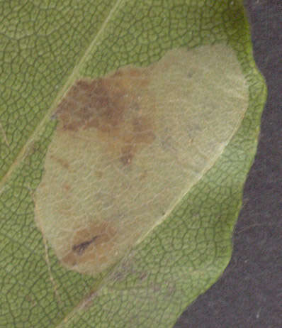 Image of Beech Midge