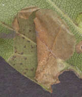 Image of Beech Midge