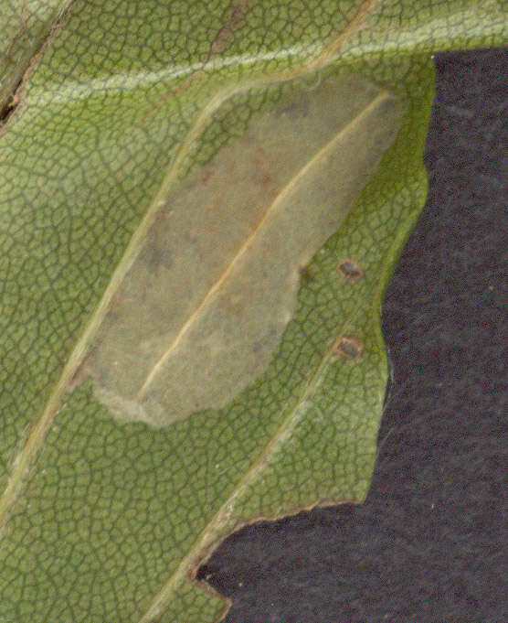 Image of Beech Midge