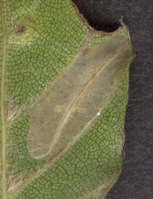 Слика од Phyllonorycter maestingella (Müller 1764)