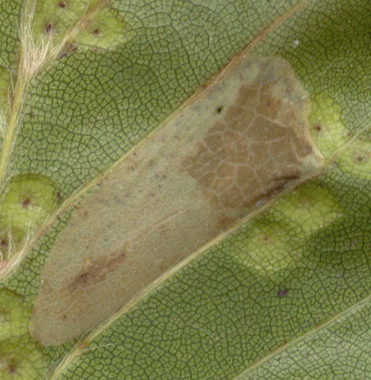 Image of Beech Midge