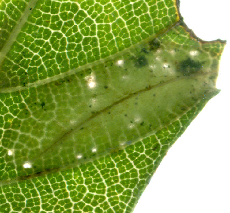 Слика од Phyllonorycter maestingella (Müller 1764)