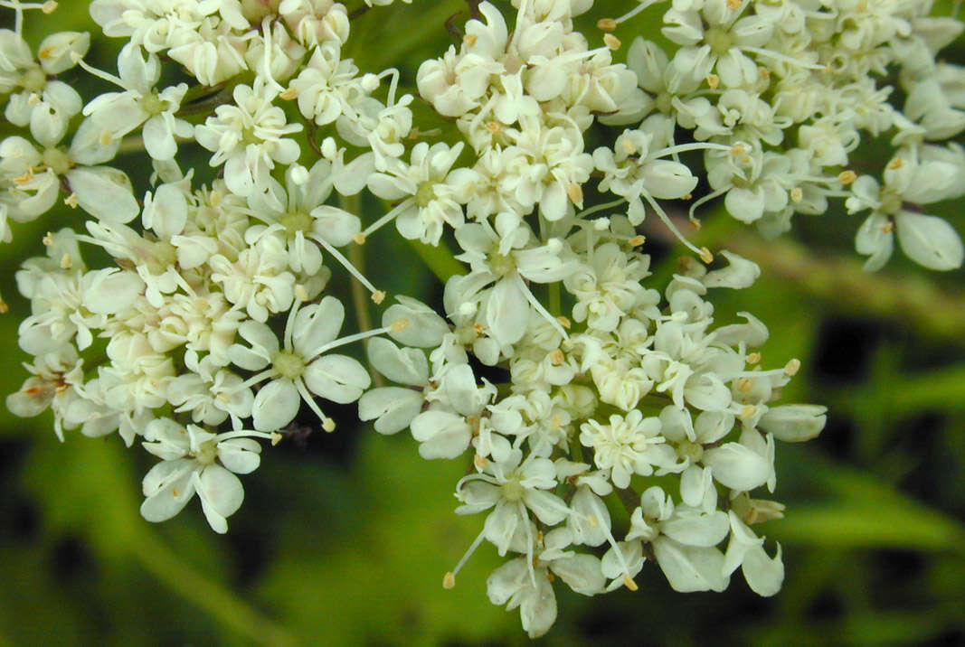 Image of corky-fruited water-dropwort