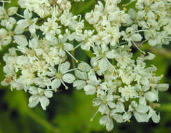 Image of corky-fruited water-dropwort