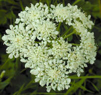 Image of corky-fruited water-dropwort