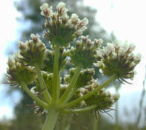 Image of corky-fruited water-dropwort