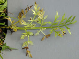 Image of corky-fruited water-dropwort