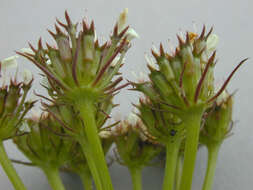 Image of corky-fruited water-dropwort