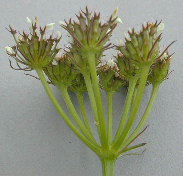 Image of corky-fruited water-dropwort