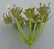 Image of corky-fruited water-dropwort