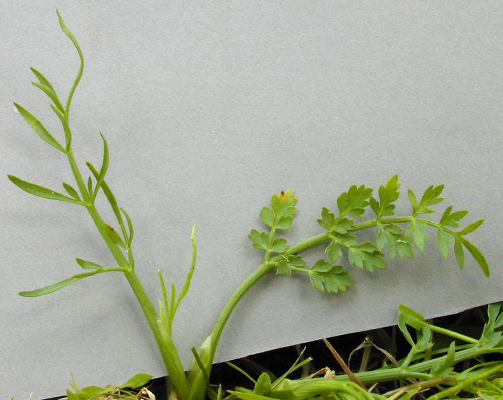 Image of corky-fruited water-dropwort