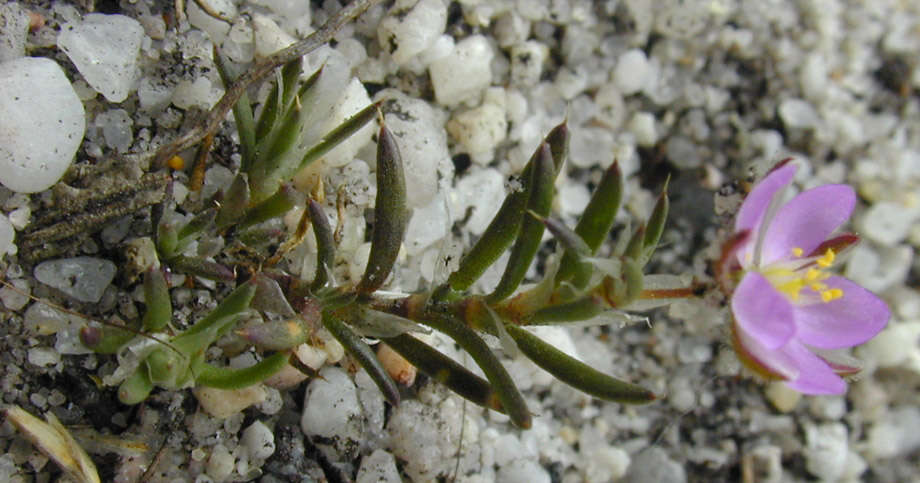 Image of red sandspurry