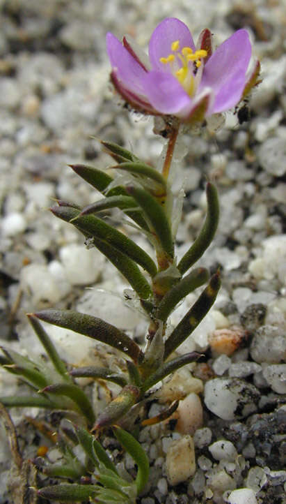 Image of red sandspurry