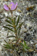 Image of red sandspurry