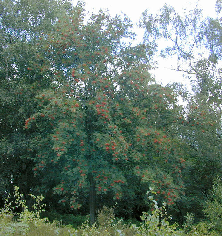 Image of rowan,  moutain ash