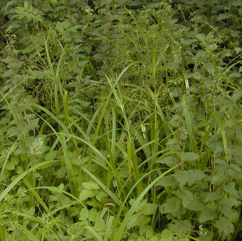 Слика од Scirpus sylvaticus L.