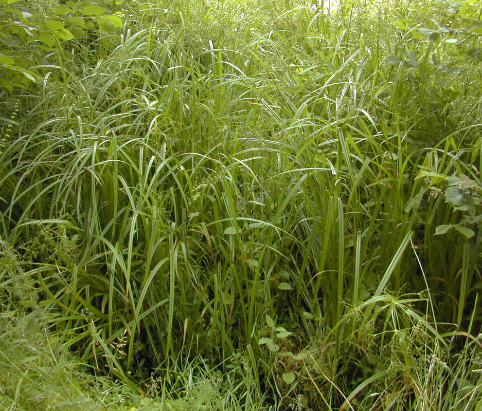 Слика од Scirpus sylvaticus L.