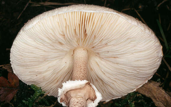 Image of Macrolepiota fuligineosquarrosa Malençon 1979