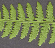 Image of Lady-fern