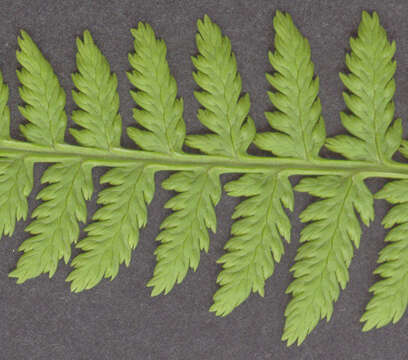 Image of Lady-fern