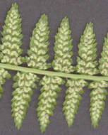 Image of Lady-fern