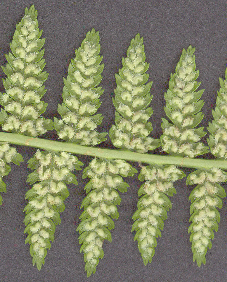 Image of Lady-fern