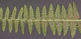 Image of Lady-fern