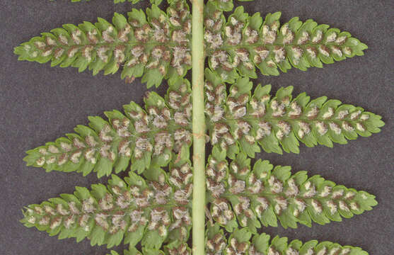 Image of Lady-fern