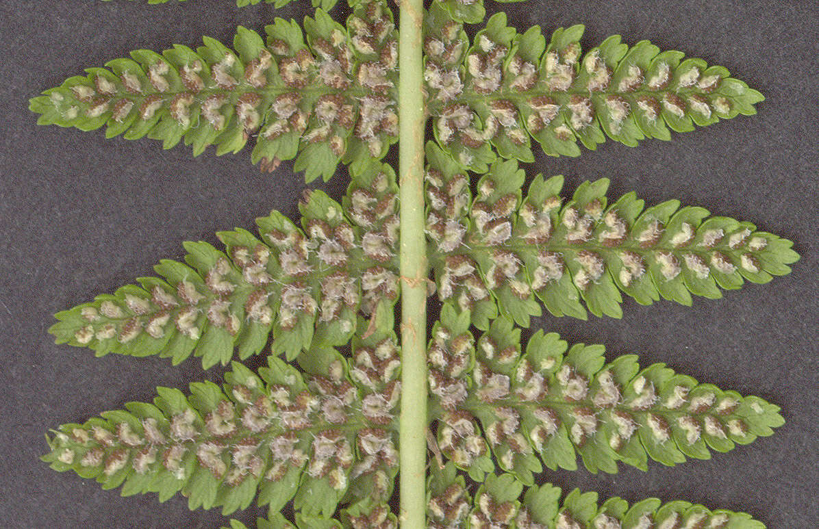 Слика од Athyrium filix-femina (L.) Roth