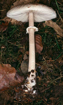 Image of Macrolepiota fuligineosquarrosa Malençon 1979