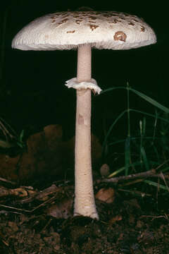 Image of Macrolepiota fuligineosquarrosa Malençon 1979