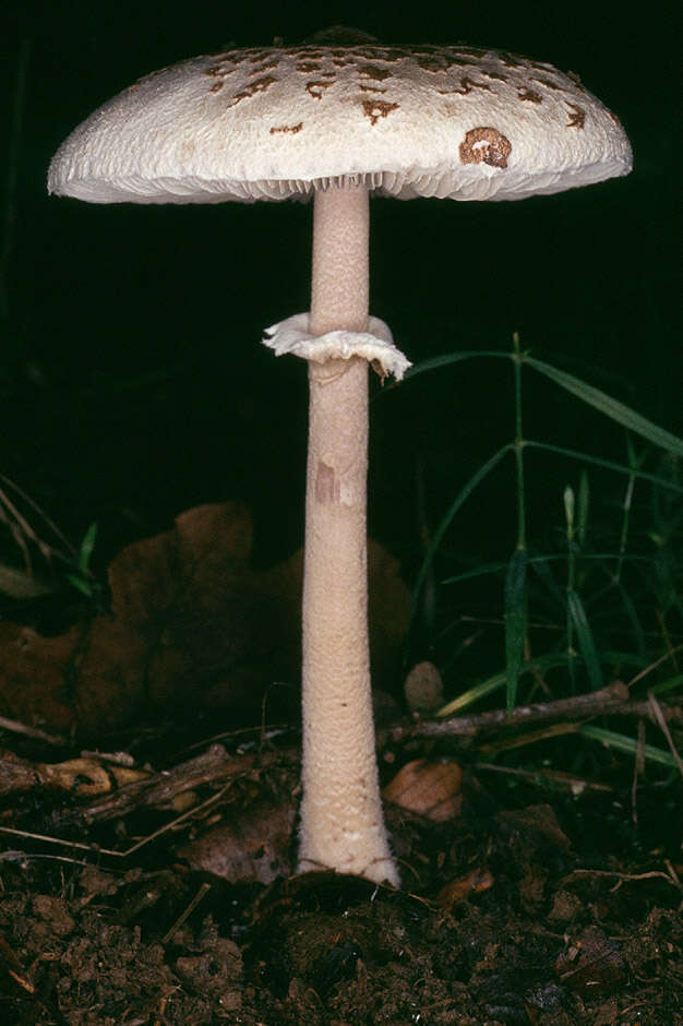 Image of Macrolepiota fuligineosquarrosa Malençon 1979