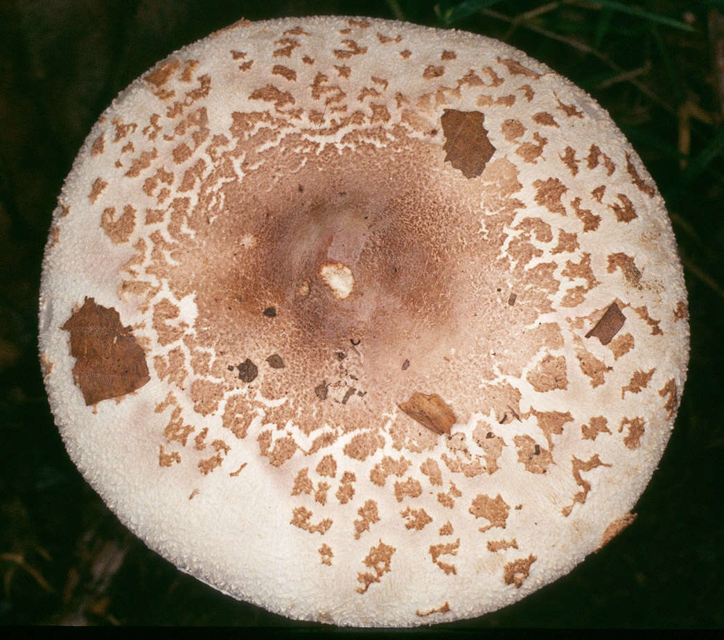 Image of Macrolepiota fuligineosquarrosa Malençon 1979