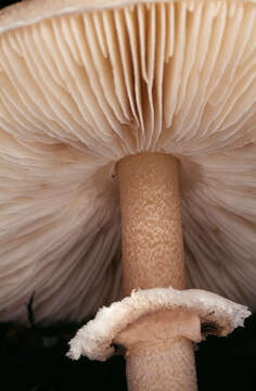 Image of Macrolepiota fuligineosquarrosa Malençon 1979