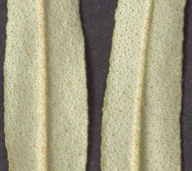 Image of Sea-buckthorn