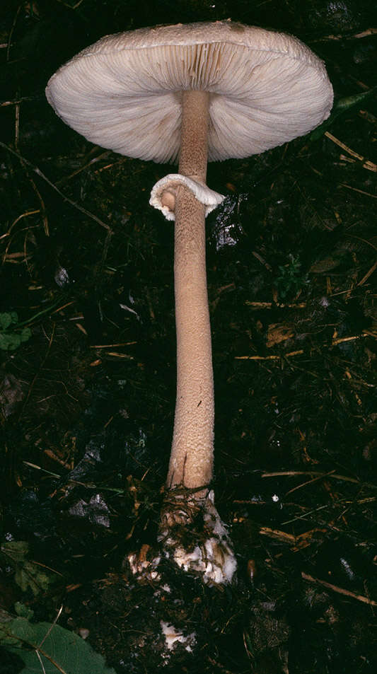 Image of Macrolepiota fuligineosquarrosa Malençon 1979