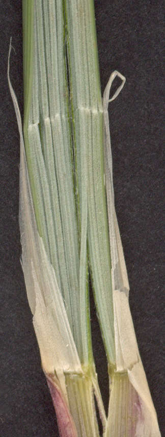 Image of European beachgrass