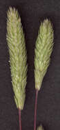 Phleum arenarium L.的圖片