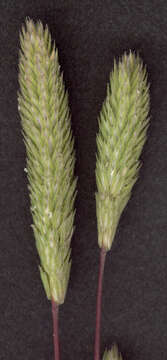 Image of Phleum arenarium L.