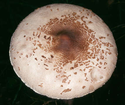 Image of Macrolepiota fuligineosquarrosa Malençon 1979