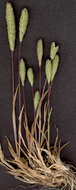 Phleum arenarium L.的圖片