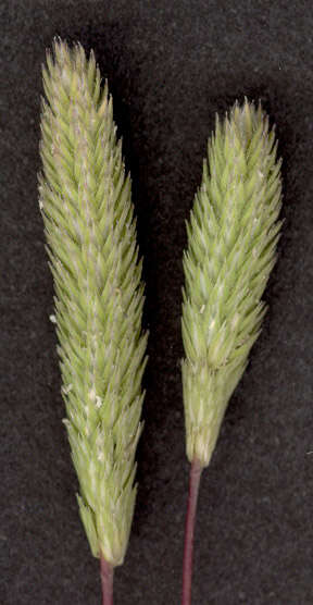 Phleum arenarium L.的圖片