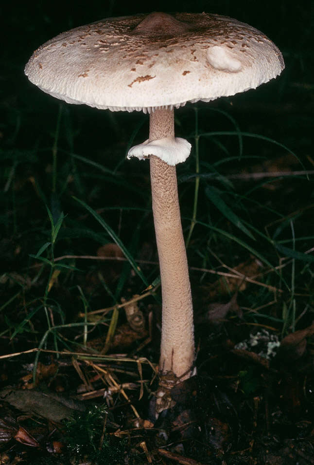 Image of Macrolepiota fuligineosquarrosa Malençon 1979