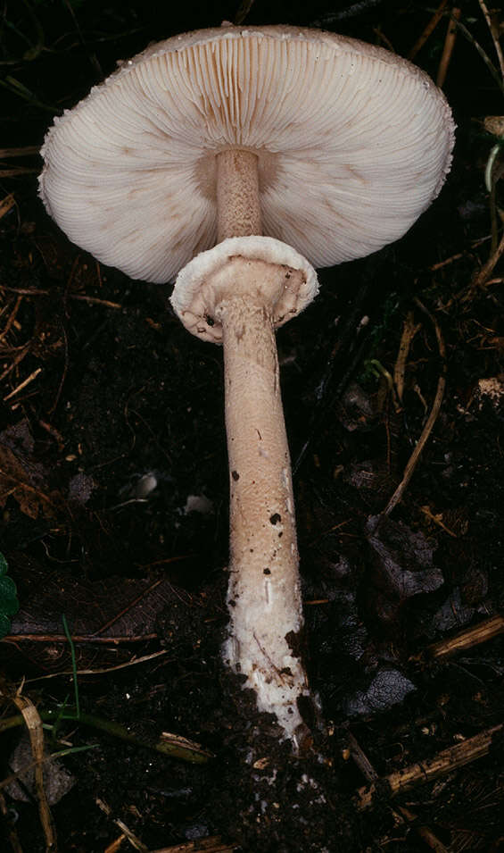 Image of Macrolepiota fuligineosquarrosa Malençon 1979