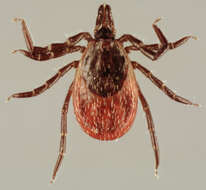 Image of Common sheep tick