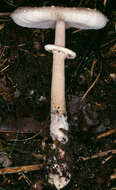 Image of Macrolepiota fuligineosquarrosa Malençon 1979