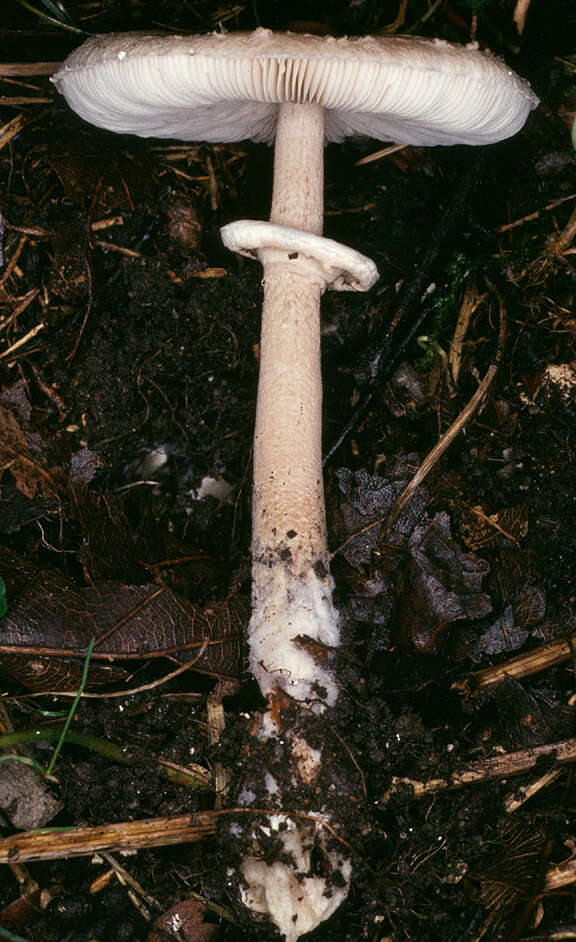 Image of Macrolepiota fuligineosquarrosa Malençon 1979