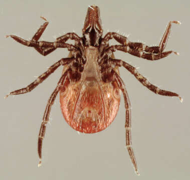 Image of Ixodes ricinus (Linnaeus 1758)