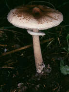 Image of Macrolepiota fuligineosquarrosa Malençon 1979